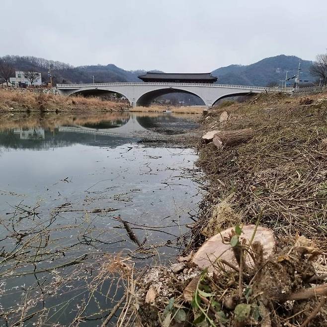 2월 29일 전북 전주시 완산구 동서학동과 한옥마을을 잇는 남천교 아래 전주천 버드나무들이 밑동만 남겨진 채 잘려져 있다. 전북환경운동연합 제공