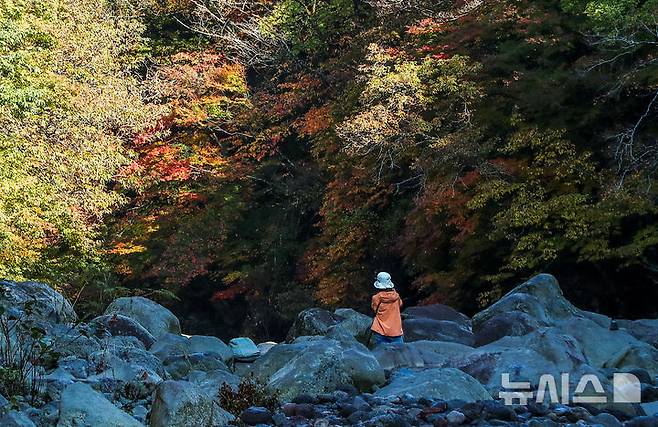 [제주=뉴시스] 우장호 기자 = 늦가을이 깊어가는 11일 오전 제주 한라산 천아계곡에 단풍이 물들어가고 있다. 절기상 입동이 지났지만 올해 이례적인 늦더위 탓에 한라산 단풍도 일주일 이상 늦게 절정을 맞고 있다. 2024.11.11. woo1223@newsis.com