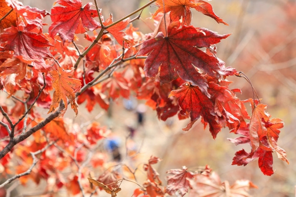 단풍이 든 북한산국립공원 백운대 코스에서 등산객이 등산하고 있다. 2024.11.10 연합뉴스