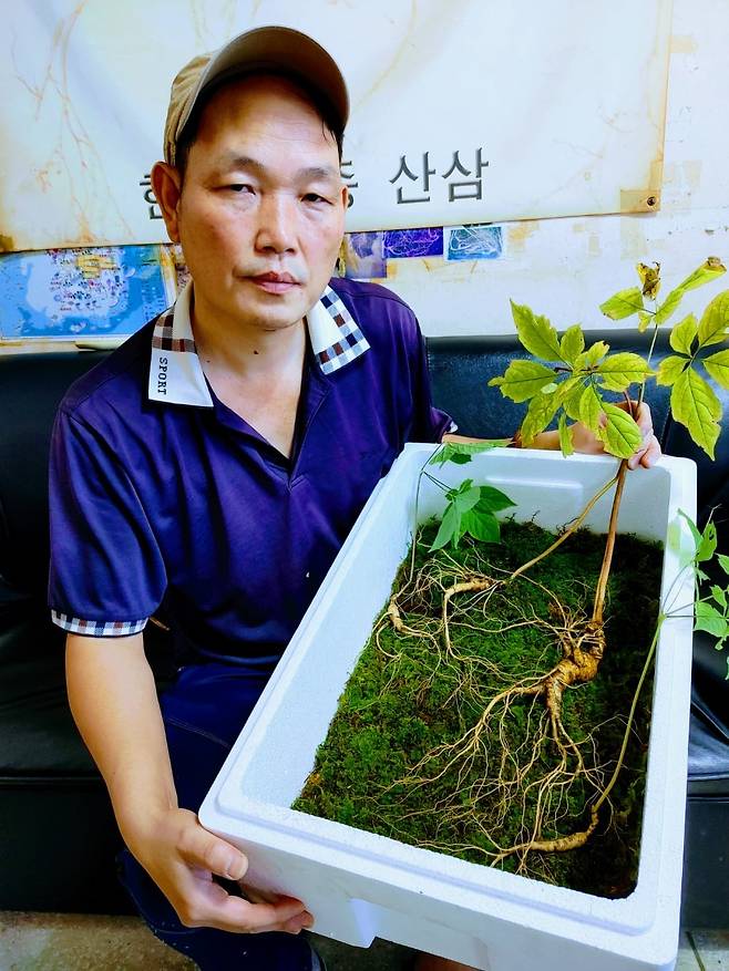 지난 9월 19일 직지사(直指寺) 인근 천덕산 8부 능선 한 골짜기에서 김용수씨가 채취한 천종산삼. /김용수씨 가족 제공