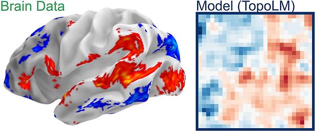 마틴 쉬림프 스위스 로잔연방공대(EPFL) 교수는 실제 인간과 영장류의 뇌에서 얻은 데이터(왼쪽)을 기반으로 디지털 뇌(오른쪽)을 개발했다. 인간의 언어 활동 중 일어나는 뇌 활성도를 100% 정확도로 예측할 수 있다./마틴 쉬림프