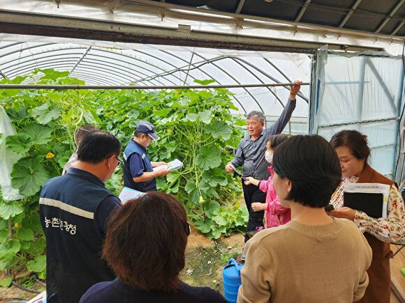 단호박 수정 불량상태 등 폭염으로 인한 피해를 조사하고 있다. [사진=고창군 ]