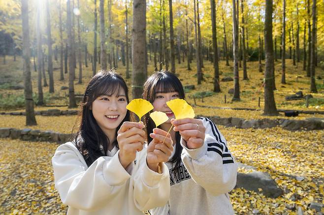 Visitors to the ginkgo tree forest next to Everland theme park in Yongin, Gyeonggi, enjoy fall foilage on Nov. 5 [EVERLAND]