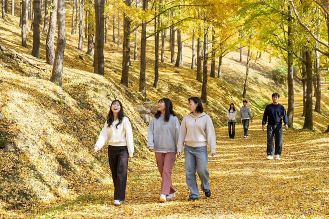 Visitors to the ginkgo tree forest next to Everland theme park in Yongin, Gyeonggi, enjoy fall foilage on Nov. 5. [EVERLAND]