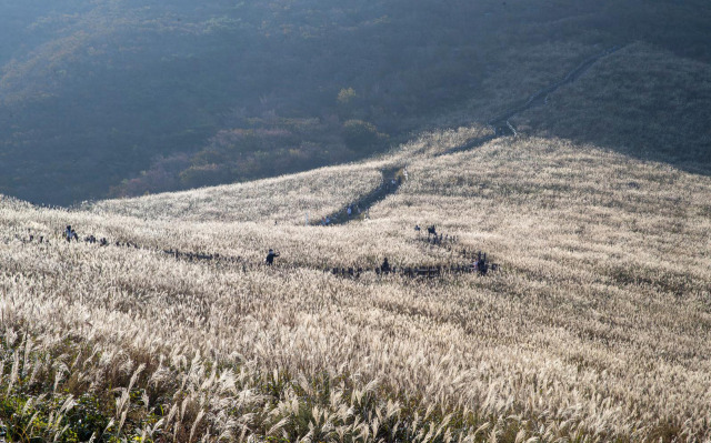 간월산 억새. 사진제공=울산시