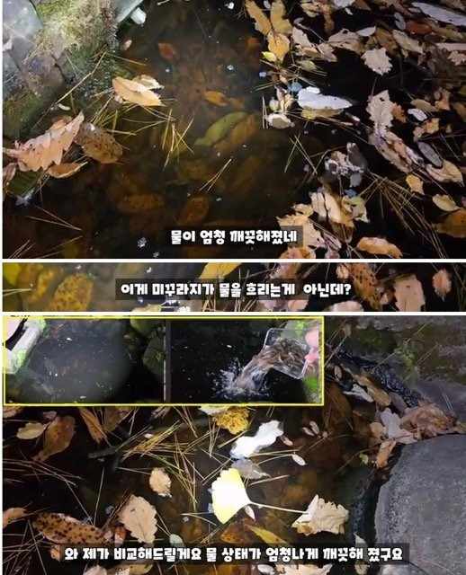 3개월전 모기 서식지에 미꾸라지 풀어놓은 유튜버