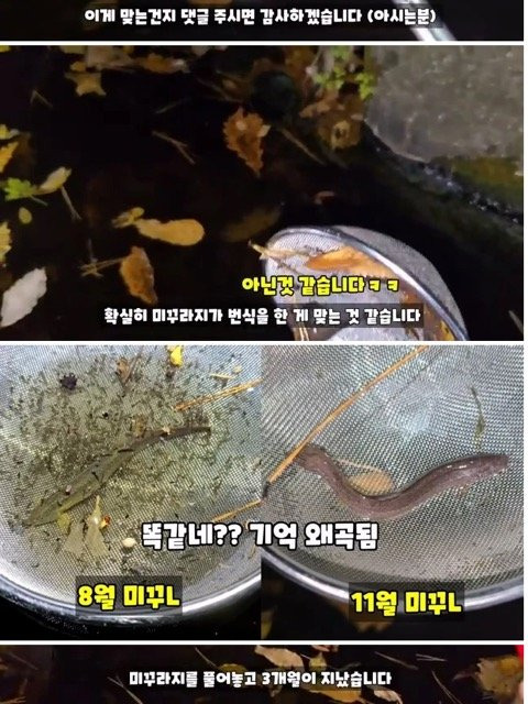 3개월전 모기 서식지에 미꾸라지 풀어놓은 유튜버