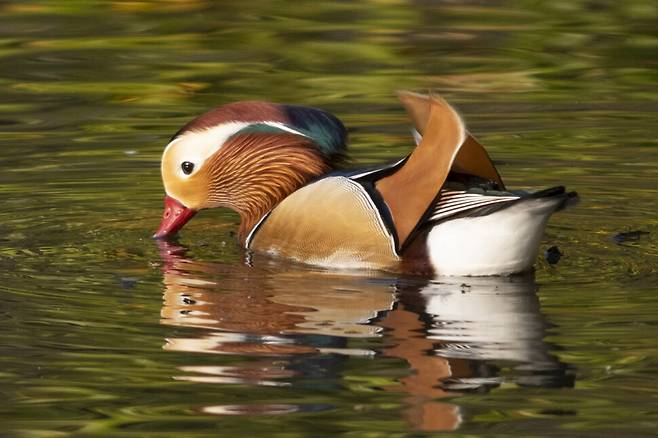 내년 봄까지 화려한 깃털을 유지하며 암컷 원앙을 유혹하는 일은 쉽지 않다