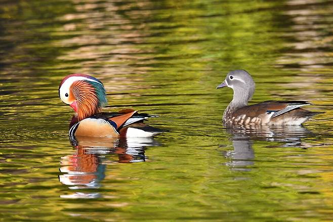 깃털을 다듬는 수컷 원앙. 여유롭게 보이지만 다른 수컷 원앙이 암컷 원앙에게 접근 못 하도록 경계를 게을리하지 않는다.