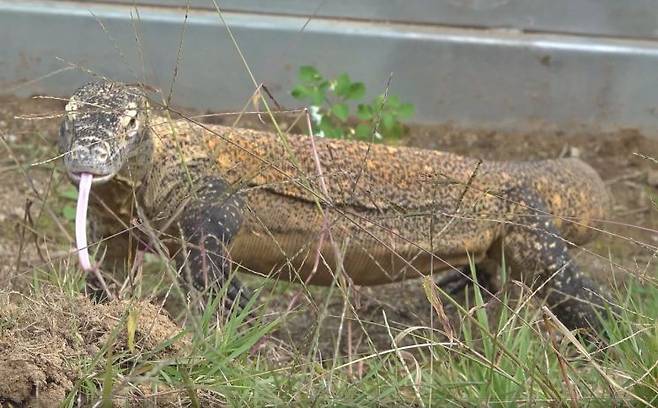 코모도왕도마뱀. 관세청 인천공항세관 제공