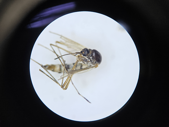현미경으로 본 큰검정들모기. 김동건 삼육대 교수 연구실 제공.