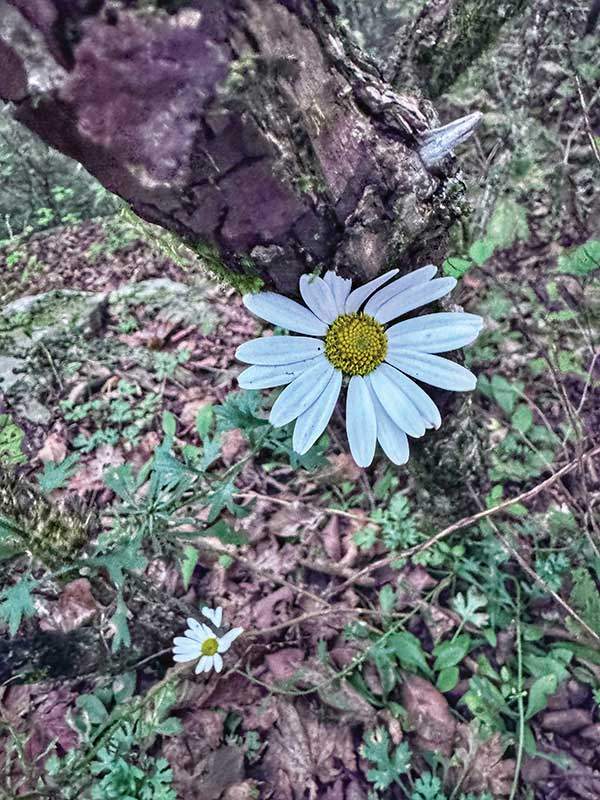 산행 중 만난 구절초. 삭막한 등산로에서 화사한 빛깔의 꽃을 보고 기분이 좋아졌다.