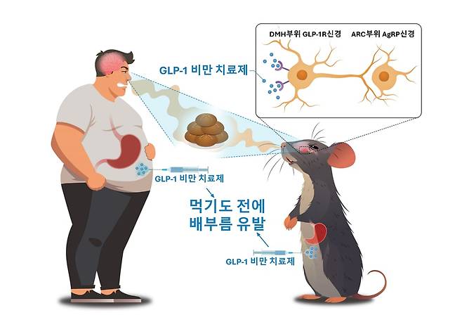 서울대를 포함한 국제 연구진이 GLP-1 유사체가 식사 전 포만감을 일으키는 메커니즘을 밝혔다./서울대