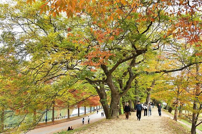 가을빛 물든 담양 관방제림 / 사진=담양군 제공