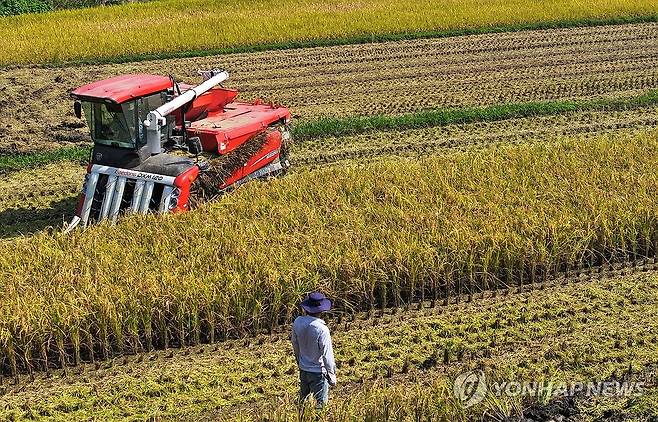 추수 ※ 기사와 직접적인 관계가 없습니다. [연합뉴스 자료 사진]