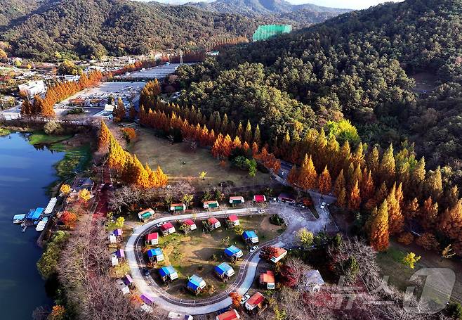 14일 광주 북구 생용동 패밀리랜드 캠핑장 주변 산책로의 가로수가 가을빛으로 물들고 있다. (광주 북구 제공)2024.11.14/뉴스1 ⓒ News1 박지현 기자