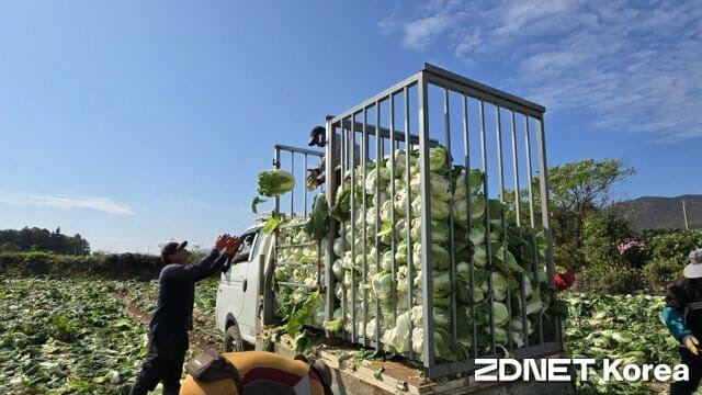 지난 14일 전남 해남군 북평면에 위치한 배추농장에서는 가을배추 수확이 이뤄졌다.