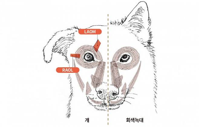개는 가축화되며 조상인 회색늑대보다 눈 근육을 발달시켰다는 연구결과가 2019년 발표됐다. 특히나 눈에서 눈꼬리를 내리는 역할을 하는 근육인 RAOL과 LAOM의 발달여부를 통해 알 수 있다. (doi: 10.1073/pnas.1820653116). Tim D. Smith 제공