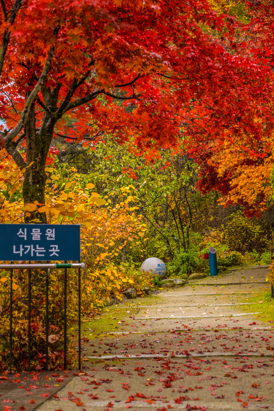 국립한국자생식물원. 한국수목원정원관리원 제공