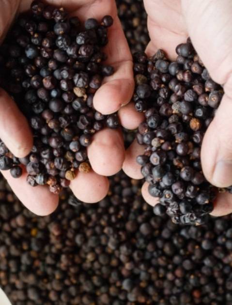 주니퍼 베리. 홈페이지