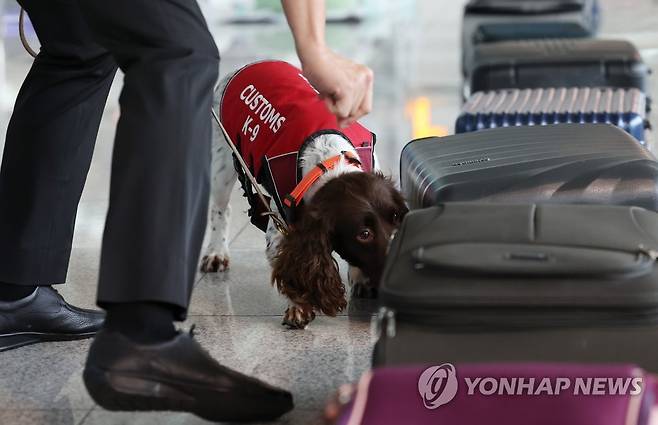 공항 마약 탐지견 [연합뉴스 자료사진]