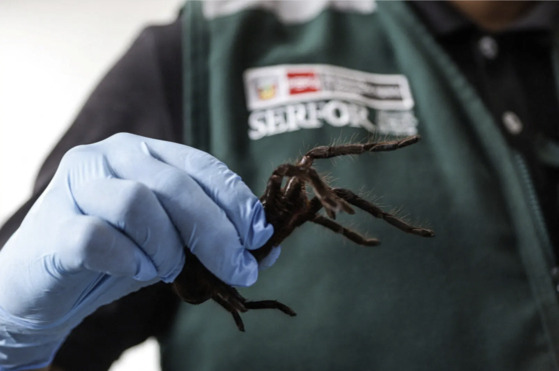 One of the tarantulas that the smuggler tried to bring onboard the plane head for France on Nov. 8. [SERFOR/REUTERS]