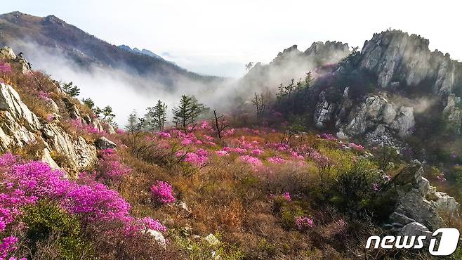 강진 주작산 진달래.(강진군 제공)