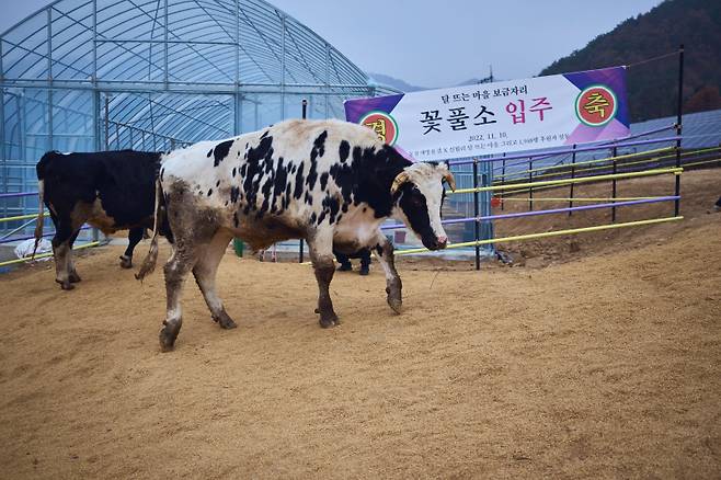 도축 직전 구조된 꽃풀소의 모습/사진제공=이지연 신월리 마을 청년회장