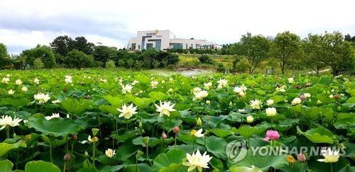 연꽃이 만발한 전남 해남공룡박물관 해남군 제공