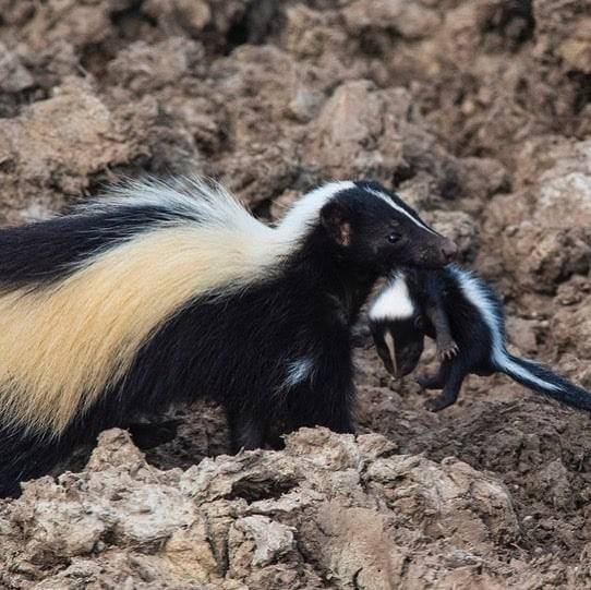 새끼를 물고 이동하는 줄무늬스컹크/Texas Government