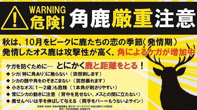 일본 나라현이 최근 공개한 사슴 뿔 주의 포스터. "가을은 10월을 정점으로 사슴들의 '사랑의 계절'입니다. 발정한 수사슴은 공격성이 높아 뿔에 의한 부상이 늘고 있습니다. 부상 방지를 위해 우선 사슴과 거리를 둡시다"고 적혀 있다./나라현