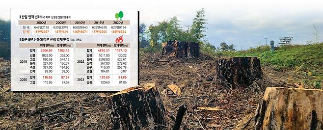 ▲ 강릉 저동에 2023년 4월 산불로 잘려나간 나무 밑동이 남아있다.