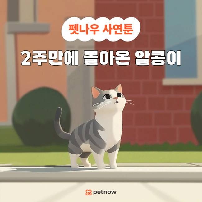 펫나우 SNS에 연재 중인 유실동물 재회 사연툰