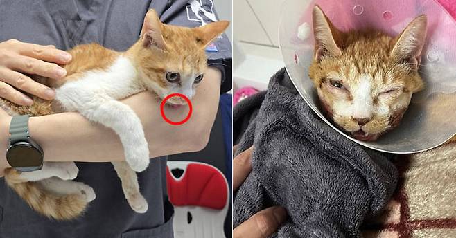 병원에서 치료를 받고 있는 명숙이. 하악관절이 손상돼 혀를 내밀고 있다.&nbsp;(동물권행동 카라 제공)