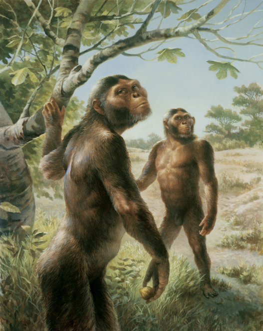 루시의 모습을 복원한 일러스트레이션. 미셸 헤겔버그 제공