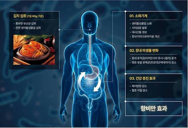 김치를 섭취하면 비만을 완화하는 쪽으로 장내 미생물 구성이 바뀌어 체중 감량을 유발하는 것으로 보인다.
