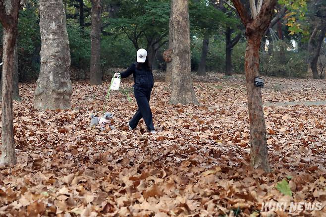 21일 오전 송파구 오금동에 사는 이애숙 씨가 자신의 애견 다롱이와 함께 낙엽이 수북이 쌓인 올림픽공원을 산책하고 있다. 