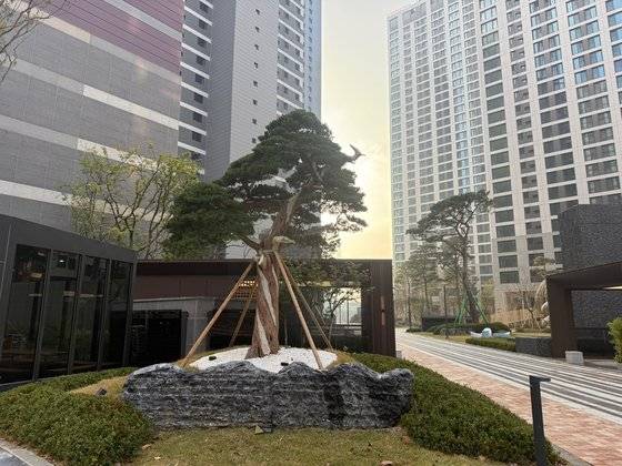3단지 입구에 설치된 조선향나무. 경기 화성에서 4억원에 달하는 이 나무를 공수했다. 사진 백민정 기자