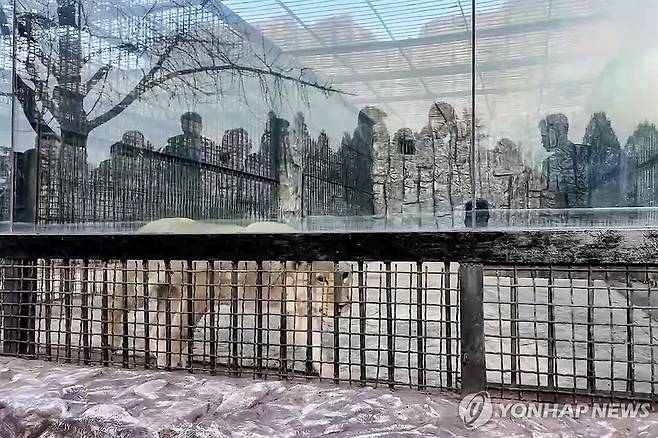 푸틴 대통령이 북한에 선물한 사자 [AP/모스크바 동물원 텔레그램 연합뉴스 자료사진. 재판매 및 DB 금지]