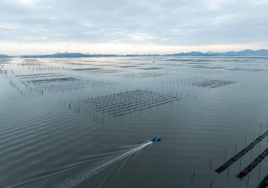 전남 신안군 앞바다 김양식장 풍경. 어선이 김 채취를 하러 나서고 있다. (사진출처=뉴스1)