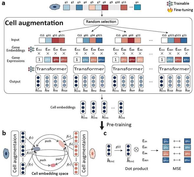 단일세포 리보핵산(RNA) 시퀀싱 기술의 근본적인 한계를 극복할 수 있는 자기 지도 학습 방법론 개념도.