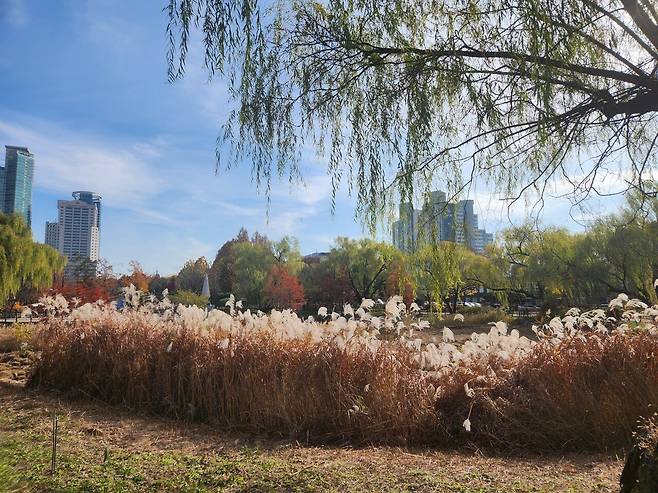 20241125_114241.jpg 늦가을 보라매공원 사진 보고 가라