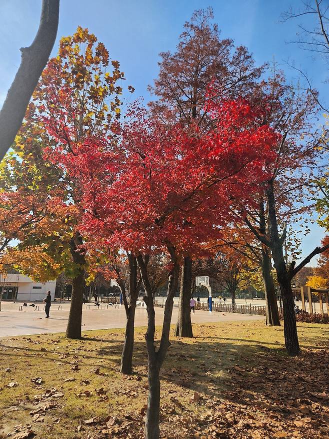 20241125_115150.jpg 늦가을 보라매공원 사진 보고 가라