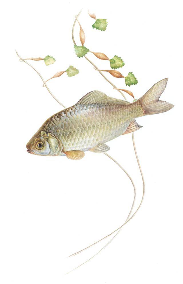 박소정 작가가 그린 '붕어'. 붕어는 우리나라 어디에나 흔하다. 물이 고여 있거나 느릿느릿 흐르는 곳을 좋아한다. 사는 곳에 따라 몸빛이 조금씩 달라서 흐르는 물에 살면 은빛이 돌고, 고인 물에 살면 누런 빛을 띤다. 보리 제공