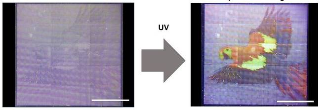 울산과학기술원(UNIST) 에너지화학공학과 이지석 교수팀이 은 나노 입자를 활용한 광식각 자동화 프린팅 공정으로 반 명함 크기보다 큰 앵무새 이미지를 30분 안에 찍어냈다. UNIST 제공