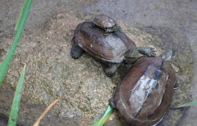 지난 21일 포착된 월출산 깃대종 남생이 [월출산국립공원사무소 제공·재판매 및 DB 금지]