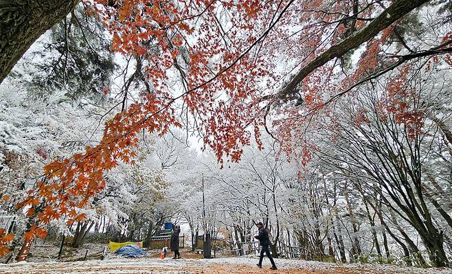 첫눈이 내린 27일 무등산 국립공원. 절정인 단풍위에 눈이 내려 단풍과 눈이 공존하는 이색적인 풍경이 연출됐다./김영근 기자