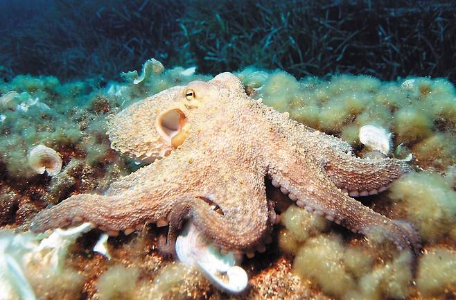 문어는 실제와 가상의 물체를 구별하고 학습 능력도 갖춘 영리한 동물로 꼽힌다./위키피디아