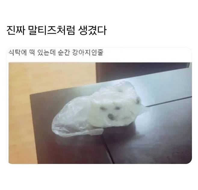 강아지인줄