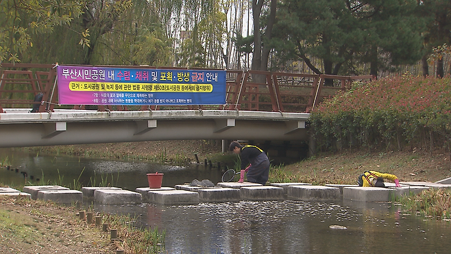 부산 시민공원 안에 있는 전포천에서 관리자와 취재진이 가재를 잡고 있다.